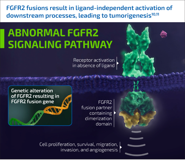 Abnormal FGFR2 signaling pathway. FGFR2 fusions result in ligand-independent activation of downstream processes, leading to tumorigenesis10,11